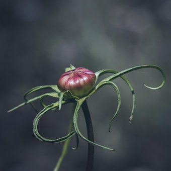 A Inflori, Bloom, Floare, Botanică