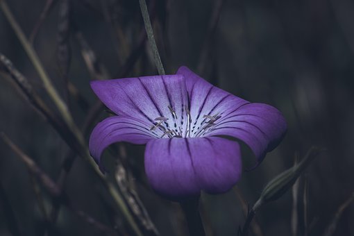 Floare, Natură, Porumb Neghină, Dianthus