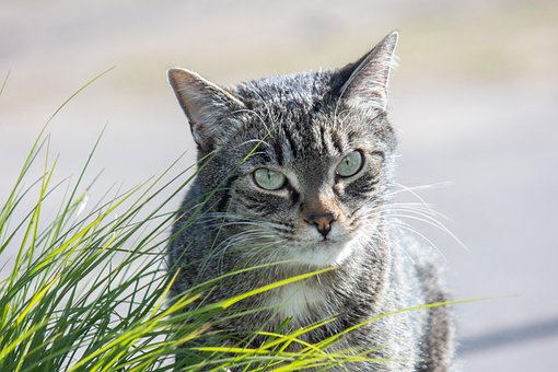Free Nature Animal photo and picture
