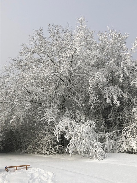 Free Winter Snow photo and picture