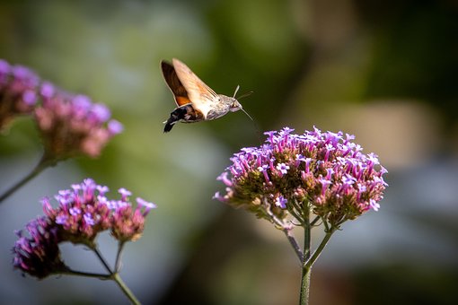 Free Nature Flower photo and picture