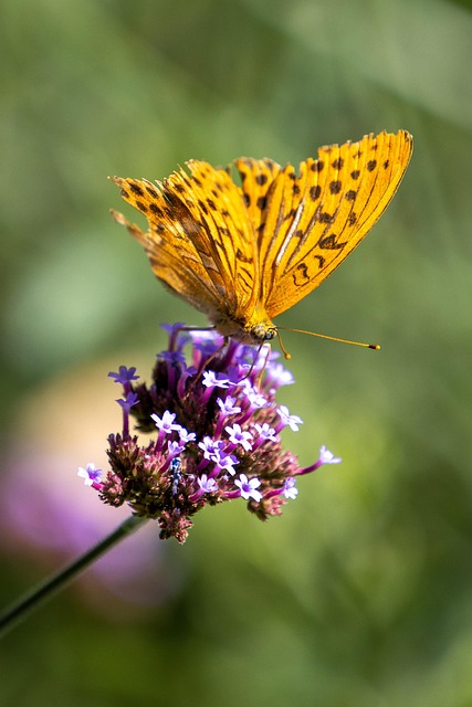 Free Flower Butterfly photo and picture