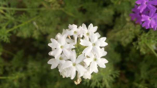Free Flower Rose photo and picture