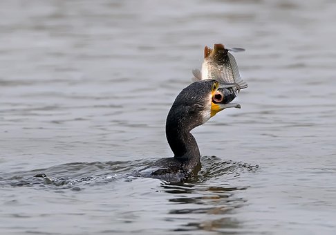 Pássaro, Corvo-Marinho, Peixe, Carpa