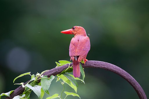 Pássaro, Pássaro Do Lago, Penas