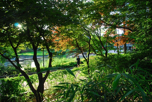 Free In The Woods Walking photo and picture