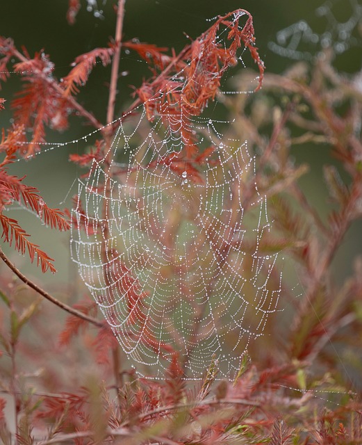 Free Fall Nature photo and picture