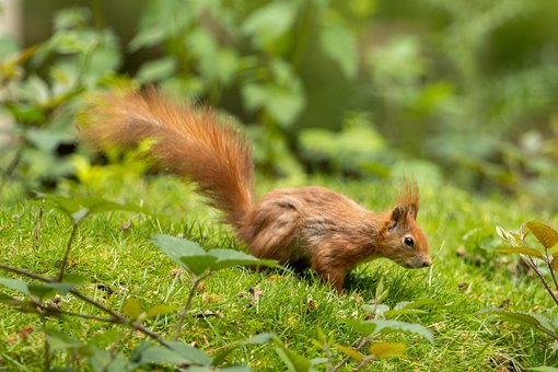 Free Animal Squirrel photo and picture