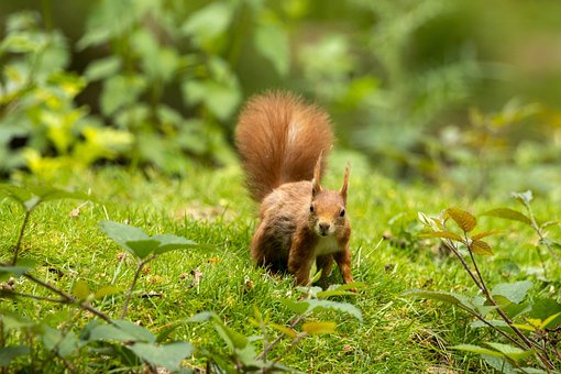 Free Animal Squirrel photo and picture