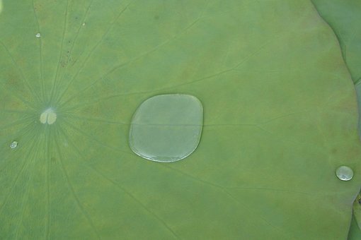 Free Blue Droplets photo and picture