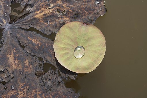 Free Leaves Lake photo and picture