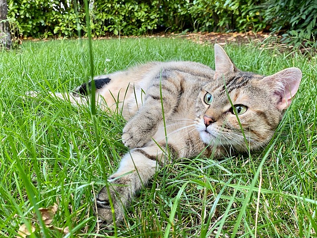 Kat, Makreel, Katachtig, Bakkebaarden