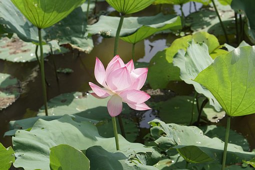 Free Lotus Flower Summer photo and picture