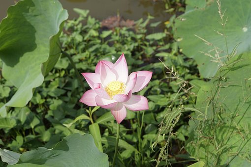 Free Scenery Nature photo and picture