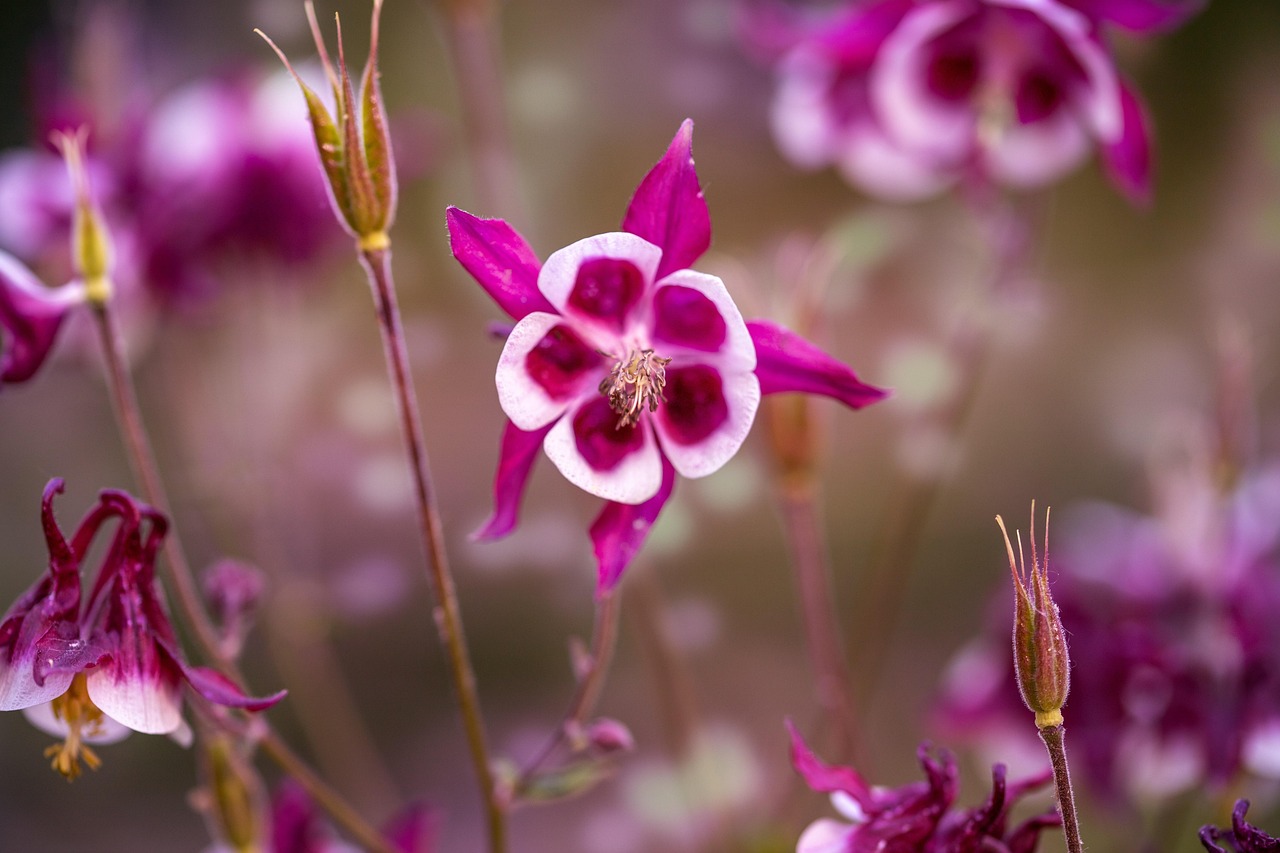 Bunga Mekar Bloom - Foto gratis di Pixabay - Pixabay