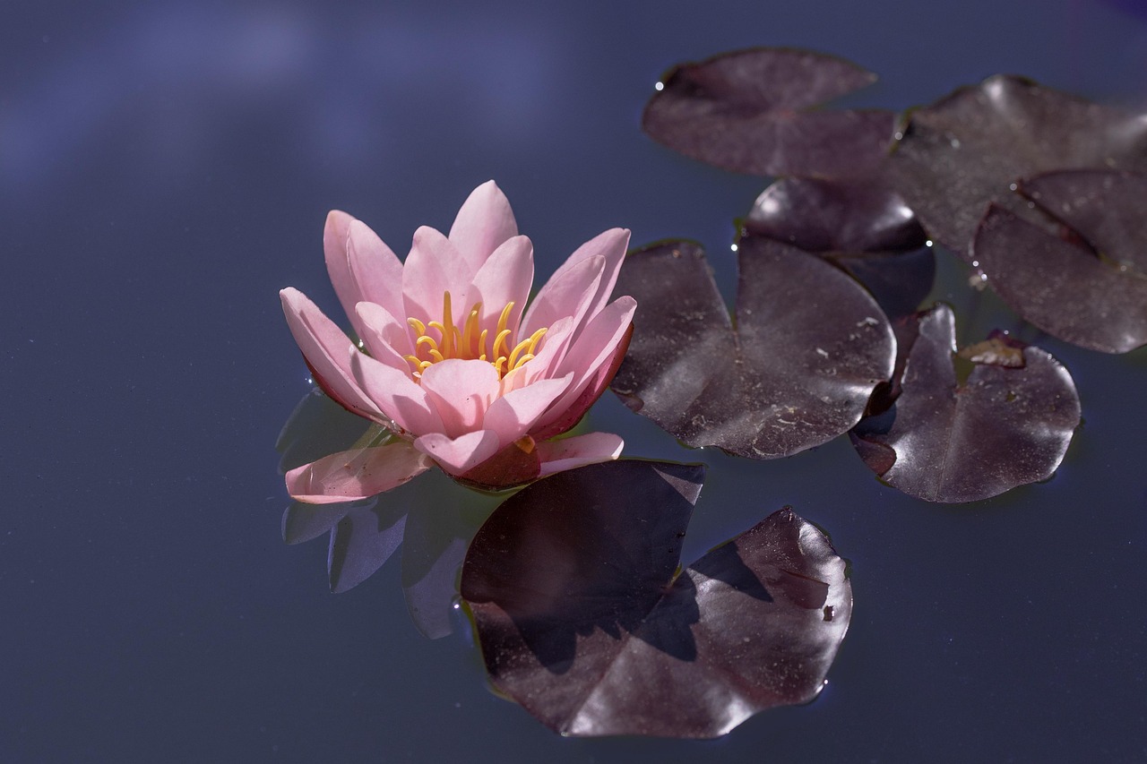 Water Lily Flower Lake Free photo on Pixabay Pixabay
