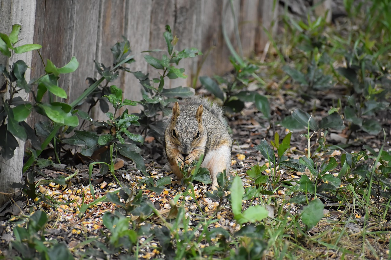 Squirrel Wildlife Foraging - Free photo on Pixabay - Pixabay