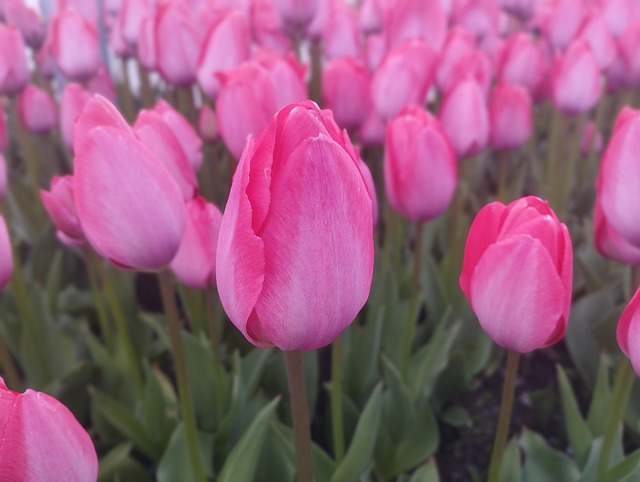 Free Tulip Flowers photo and picture