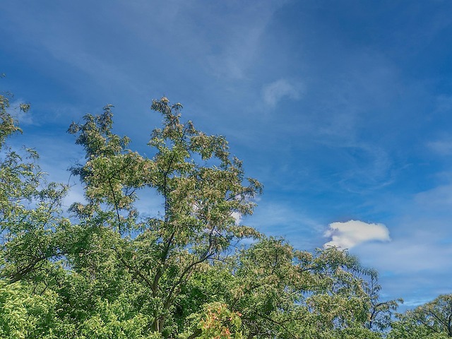 Free Bloom Acacia photo and picture