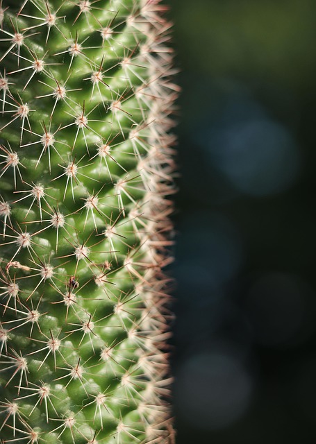Plante, Natur, Smukke Blomster, Kaktus