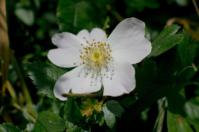 Flor, Pétalos, Sale De, Florecer, Bloom