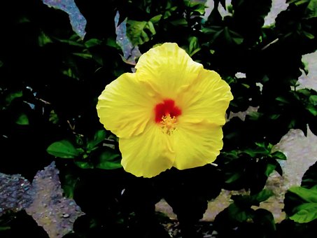 São Joaquim, Flores De São Joaquim