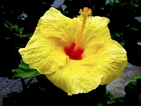 Flores De São Joaquim, São Joaquim