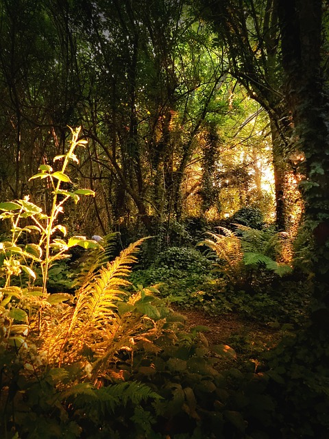 Wald, Sonnenuntergang, Natur, Pflanze