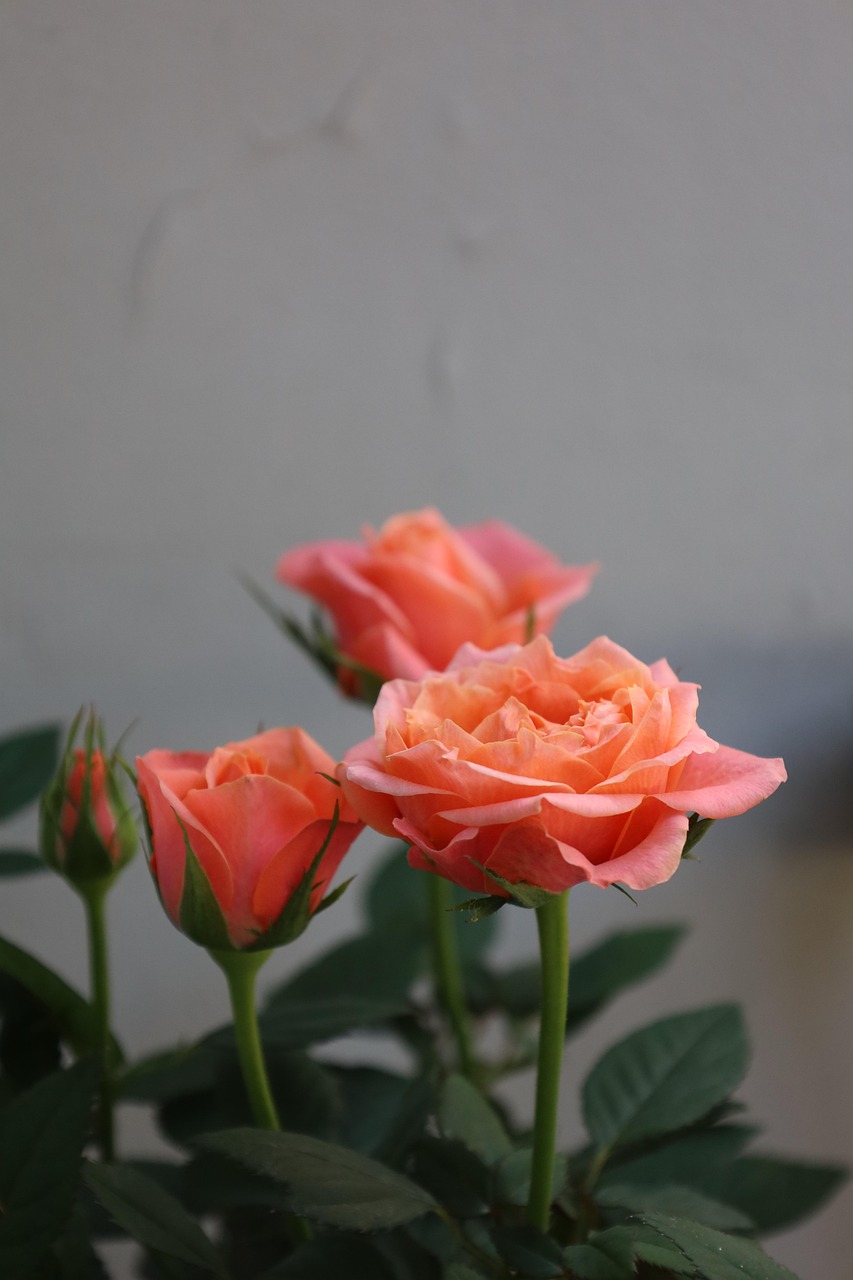 Rosas De Pêssego Jardim - Foto gratuita no Pixabay - Pixabay