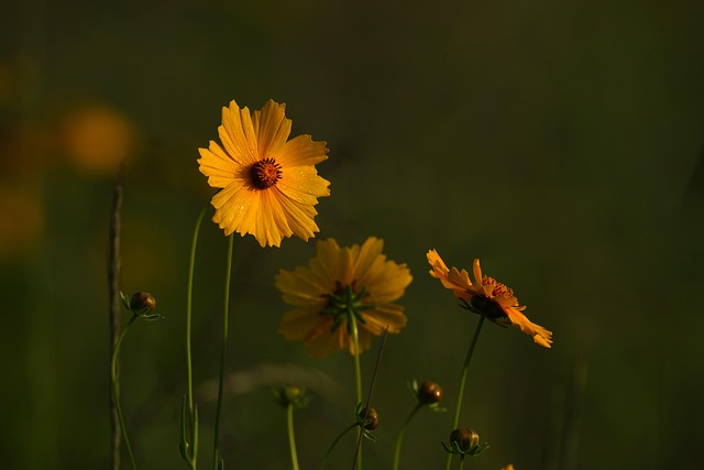 Free Flowers Flower Background photo and picture