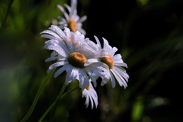 gujeolcho, dew, trickle, morning, sunshine, nature, flora
