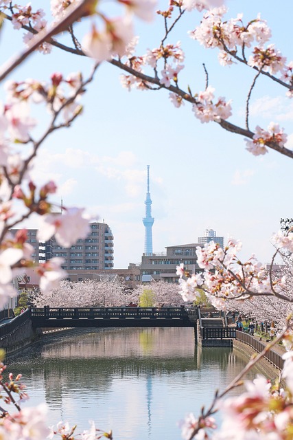 Cerezo, Flores De Cerezo, Tokyo Sky Tree