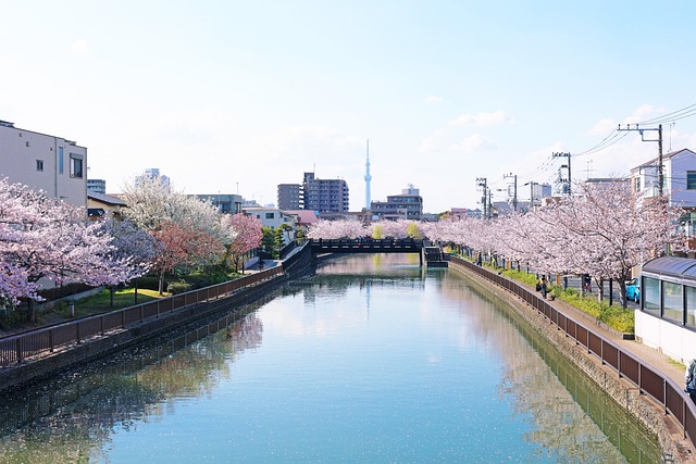 Cerezo, Flores De Cerezo, Tokyo Sky Tree
