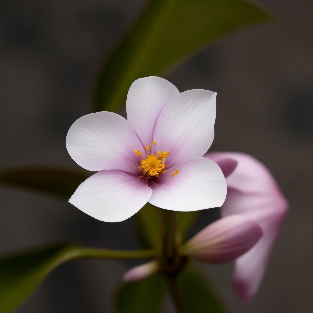 Download Little Flowers, Flowers, Petals. Royalty-Free Stock