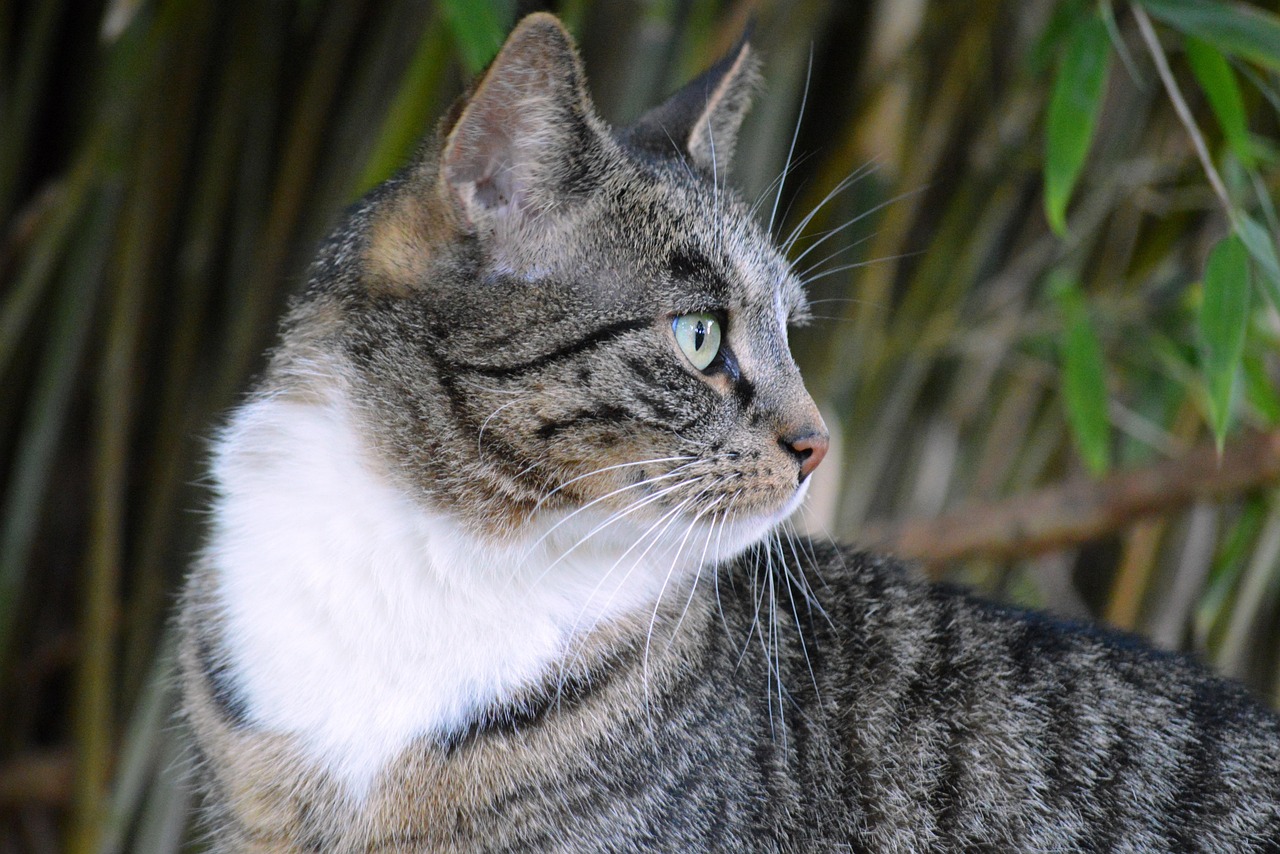 Mais de 100 imagens grátis de Animais Domésticos E Selvagens e Animal ...