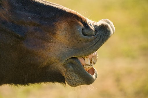 Free Horse Animal photo and picture