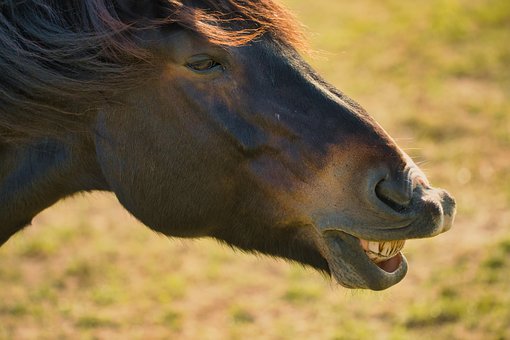 Free Horse Animal photo and picture