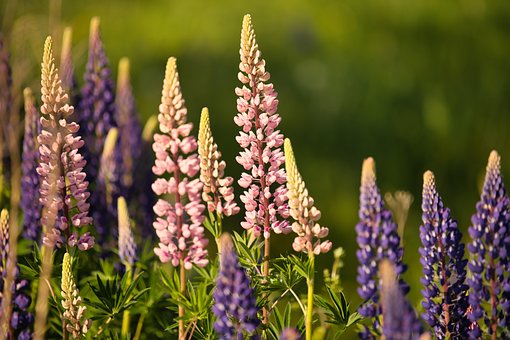 Free Lupine Flower photo and picture