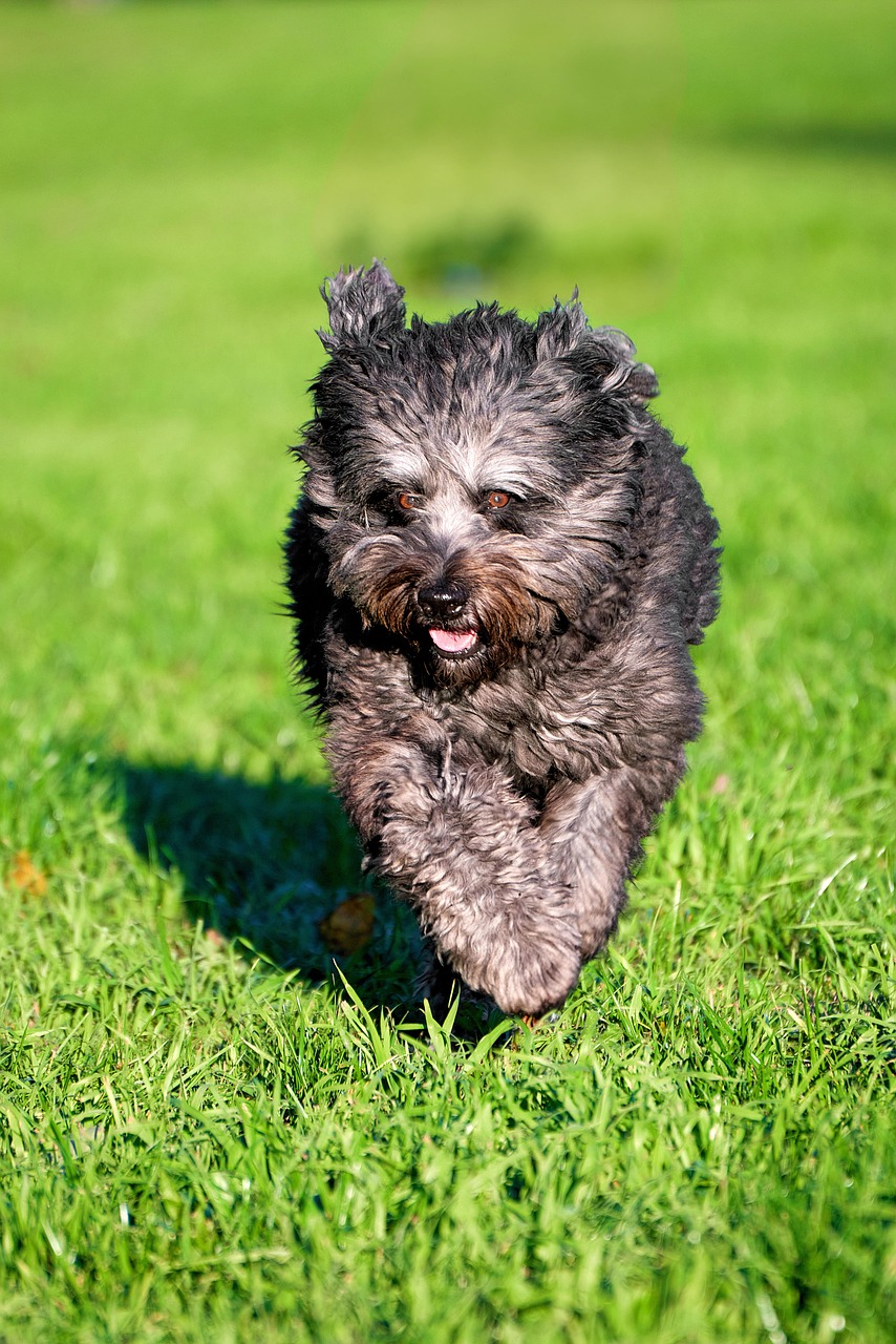 Dog Shepherd Race - Free photo on Pixabay - Pixabay