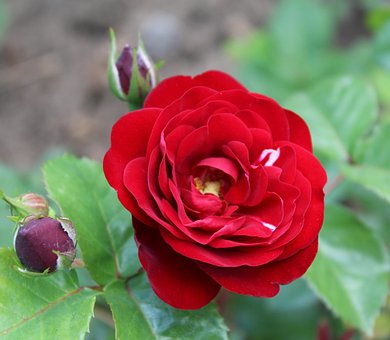 Rose, Bloemen, Bloem, Bloom, Rood, Bud