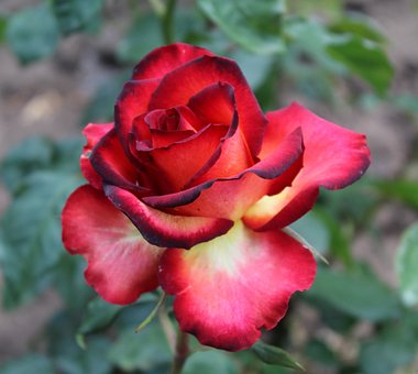 Rose, Bloemblaadjes, Bloom, Bloem