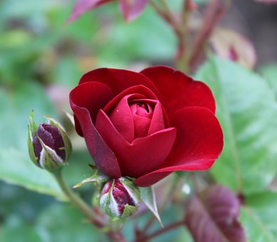 Rose, Rozen, Bloemen, Bloem, Bloom