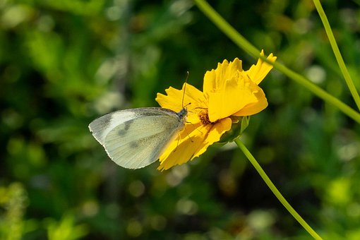 Schmetterling, Sommer, Natur, Makro