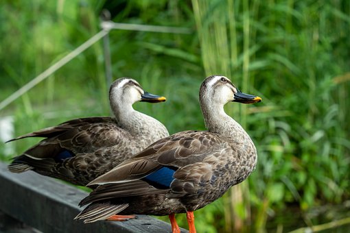 Spot-Billed-Ente, Anas Zonorhyncha