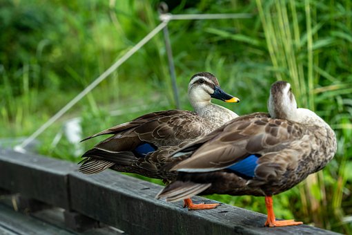 Spot-Billed-Ente, Anas Zonorhyncha