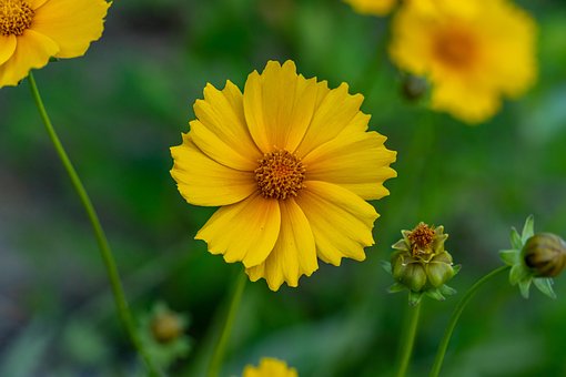 Sommer, Makro, Schöne Tapete