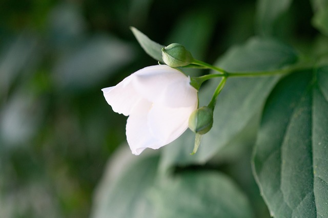 Free Jasmine Jasmine Flower photo and picture