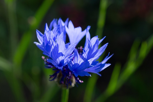 Free Cornflower Flower photo and picture