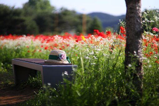 Free Flower Garden Garden photo and picture