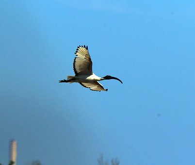 Ibis, Příroda, Létat, Pozorování Ptactva